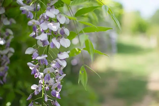 wisteria garden flowers, sunny day, beautiful garden.