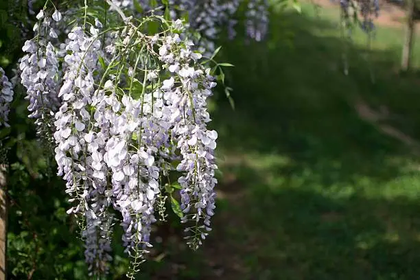 Wisteria garden flowers, in sunny day in the yard.