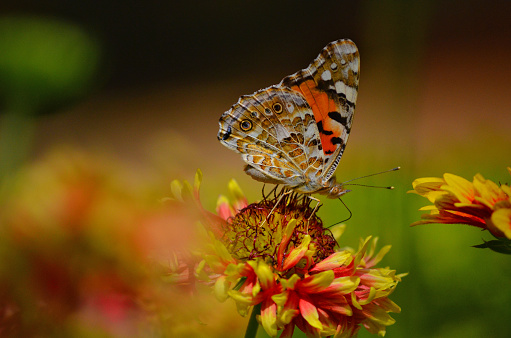 Painted Lady butterfly in a garden at Agartala, Tripura, India, Asia. Tripura is one of the states of India, and Agartala is its capital