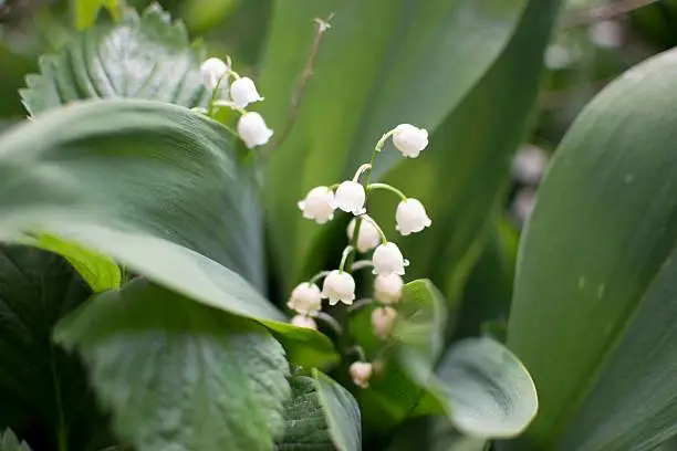 Adorable spring flowers in green background