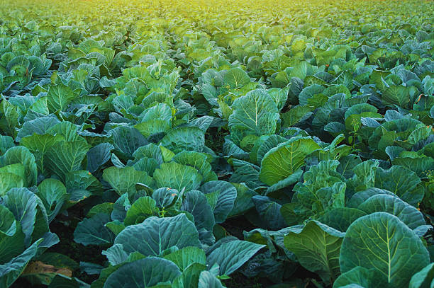 collard green field - collard photos et images de collection