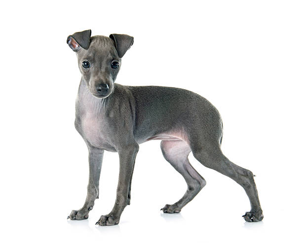 istock puppy italian greyhound 491699424
