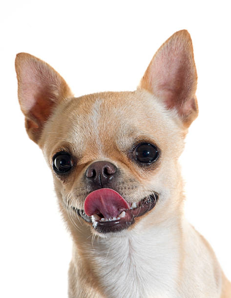 istock puppy chihuahua 491699740