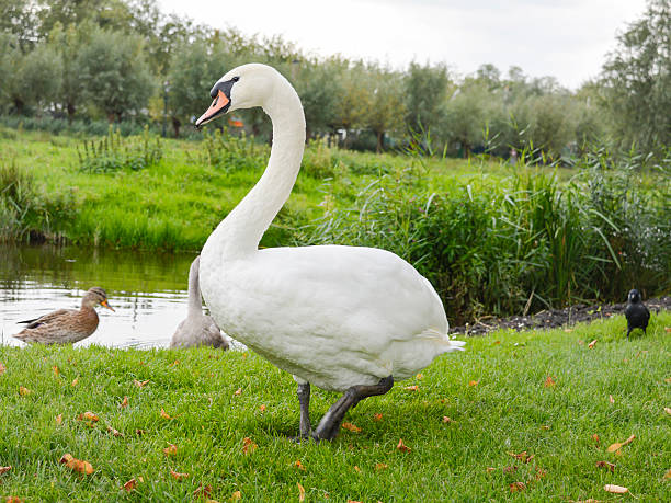 istock Big swan outside the water 491700340