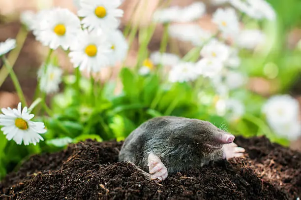 Mole on a heap of soil in a garden