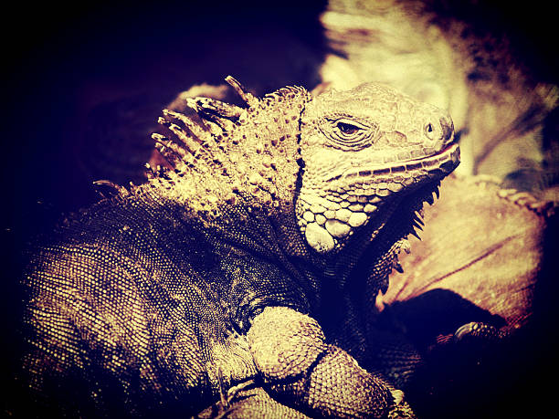 iguana  lizard  dragon in zoo
