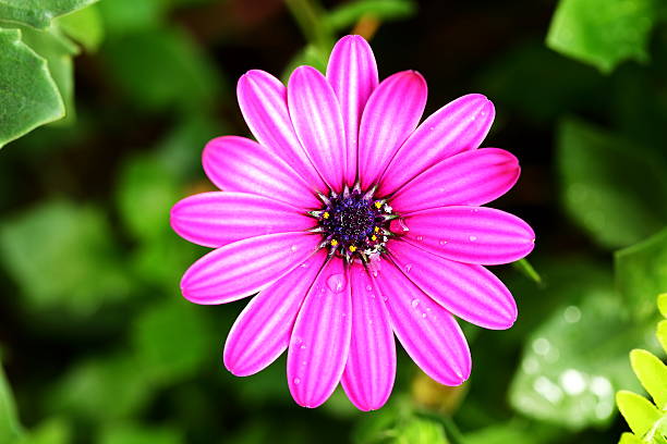 nahaufnahme einer schönen lila rosa osteosperumum blume gänseblümchen - chrysanthemum macro close up single object stock-fotos und bilder