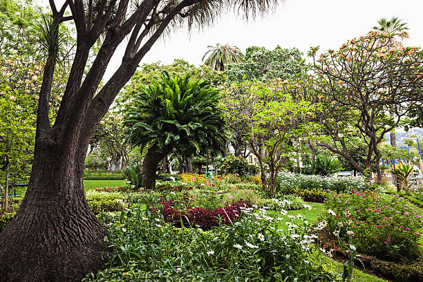 istock Garden in Funchal 491701196