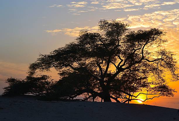 istock Tree of Life, Bahrain Sunset 491701453