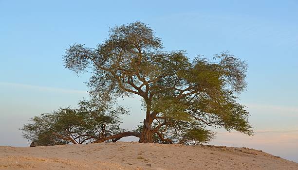 istock Tree of Life, Bahrain 491701455