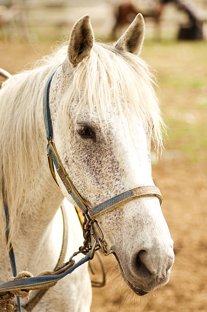 Grey Horse stock photo