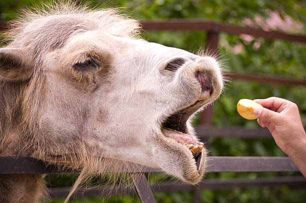Camel shows some teeth seems and eating apple stock photo
