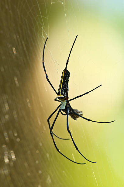 istock Nephila pilipes specie of golden orb-web spider 491701629