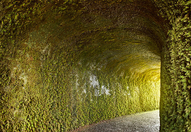istock Tunnel with ivy plants on the wet wall. Stone pathway 491701950