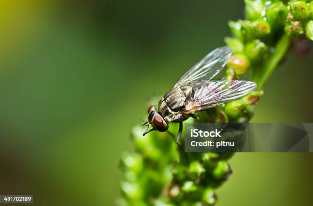 Fly Foto de stock y más banco de imágenes de Animal - Animal, Animal muerto, Antihigiénico