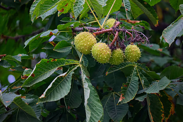 istock Fruits of the chestnut 491702256