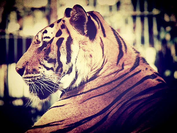 istock tiger in zoo of thailand 491702343