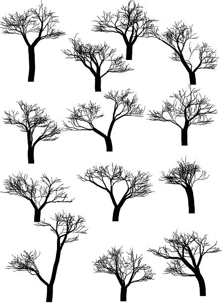 sammlung von bäumen silhouetten - poplar tree aspen tree tree winter stock-grafiken, -clipart, -cartoons und -symbole