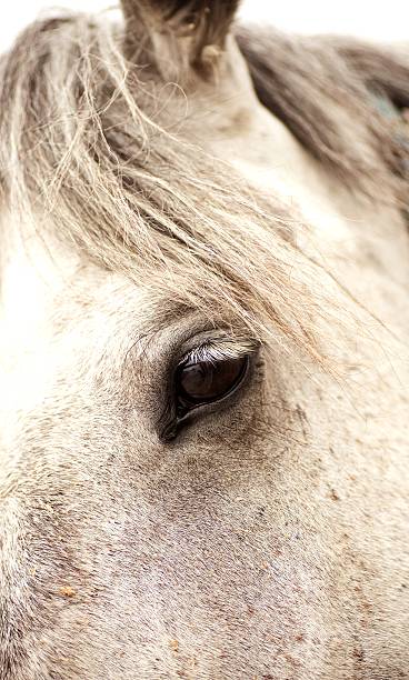 Grey Horse stock photo