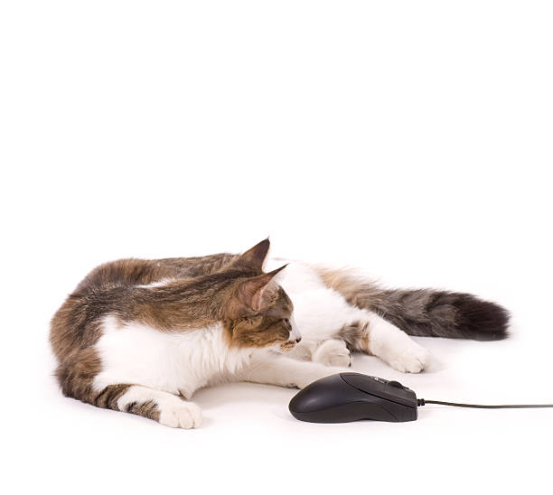 Beautiful cat with computer mouse on white background stock photo