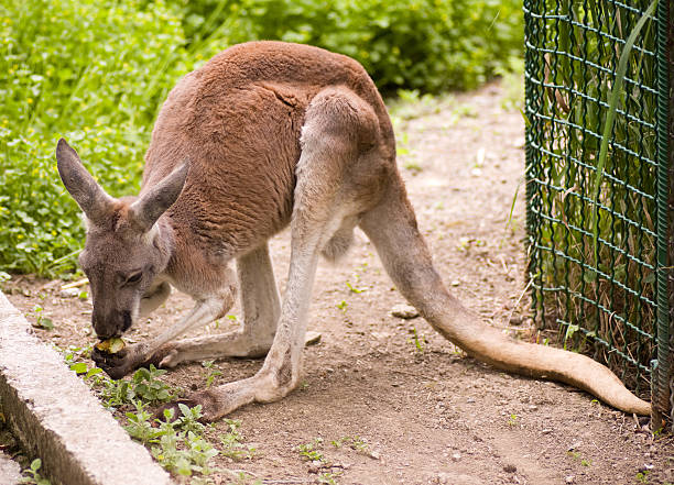 Young kangaroo stock photo