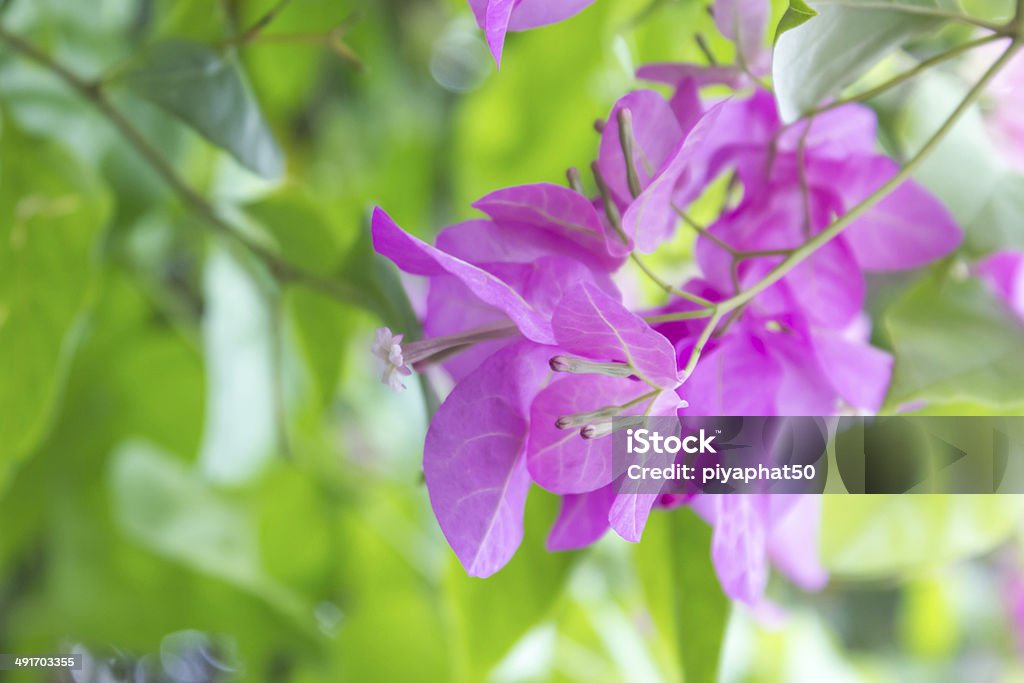 Bougainvillea, Paper Flower Bougainvillea are woody vines that can be shaped into a standard upright shrub that can grow fairly tall.  It is most well know for its vibrantly colored bracts - modified leaves that surround the true flower inside. Beauty Stock Photo