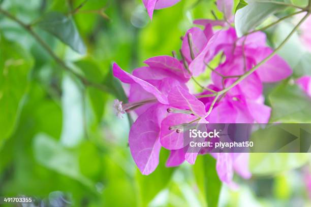 Bougainvillea Paper Flower Stock Photo - Download Image Now - Beauty, Beauty In Nature, Blossom