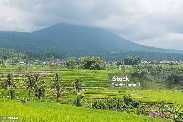 Terrace Rice Fields Bali Indonesia Stock Photo - Download Image Now - Agricultural Field, Agriculture, Asia
