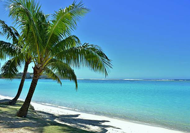 istock Palm Trees on a Tropical Paradise 491704725