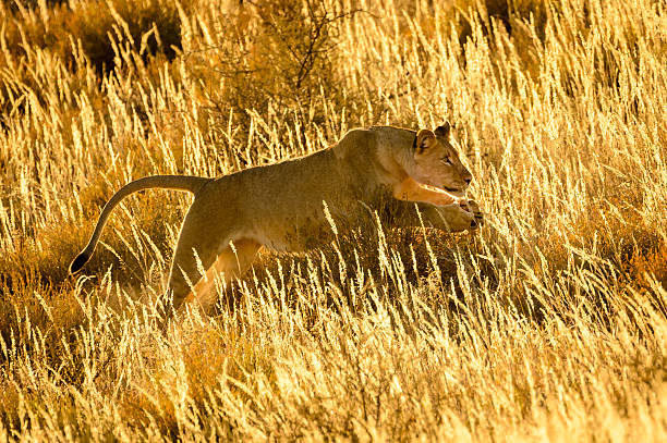 Backlit lioness pouncing in the grass at dawn in the Kalahari