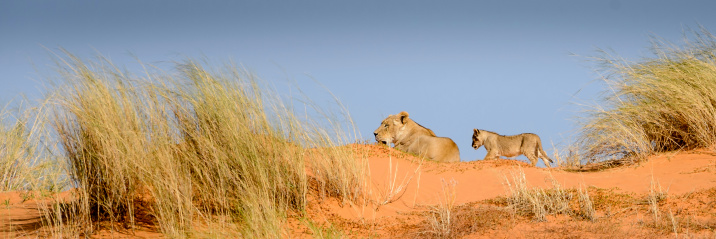 Pano crop of lioness lying on top of desert dune with cub walking towards her. Pano crop.