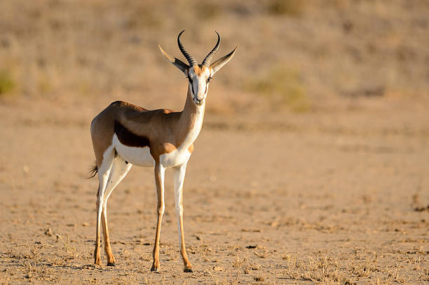 istock Springbok in Kalahari desert 491705291