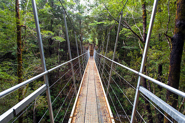 Treetop walk suspension bridge stock photo