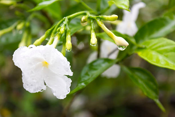 istock Tabernaemontana divaricata, Crepe jasmine, 491706961