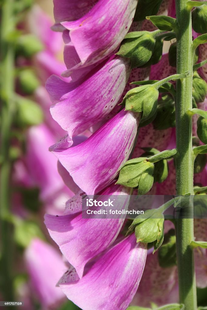 Digitalis Purpurea oder Fingerhut - Lizenzfrei Bestäubung Stock-Foto