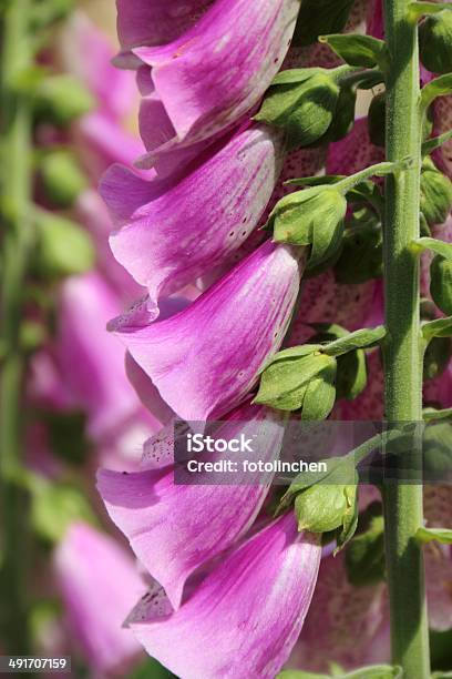 Digitalis Purpurea Oder Fingerhut Stockfoto und mehr Bilder von Bestäubung - Bestäubung, Blume, Blüte