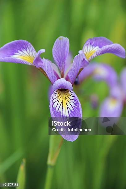 Blue Flag Schwertlilie Stockfoto und mehr Bilder von Blume - Blume, Blüte, Blütenblatt