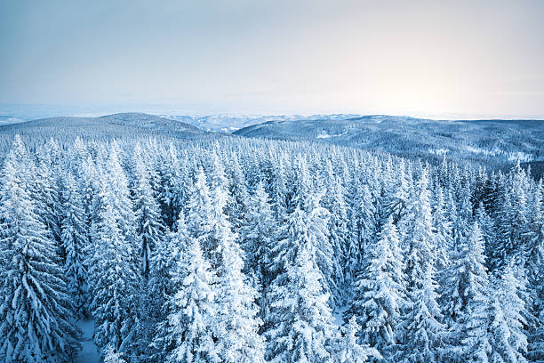 foresta di pini ricoperta di neve - sunrise mountain winter arctic foto e immagini stock