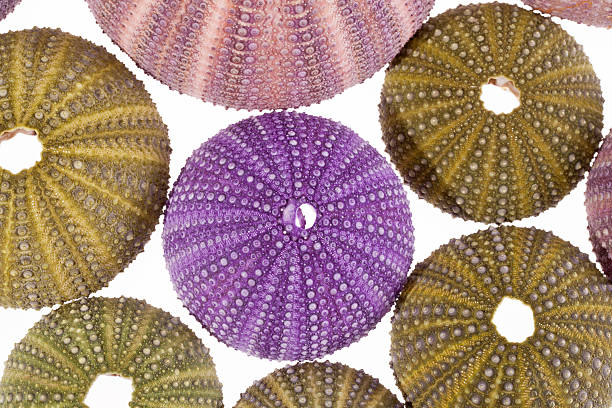 alguns conchas de ouriço-do-mar isolado no fundo branco - green sea urchin fotos - fotografias e filmes do acervo