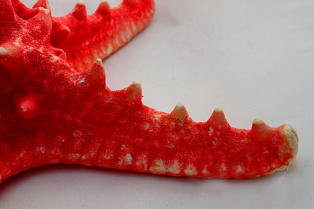 морская звезда - pentagonaster starfish стоковые фото и изображения