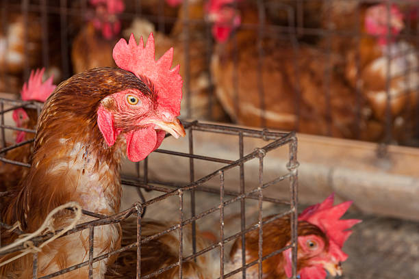 istock Eggs Chickens in the local farm 491707924
