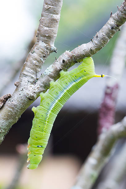 зеленый гусеница on a tree branch - saturn moth стоковые фото и изображения