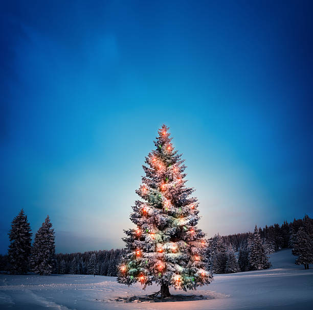 크리스마스 트리 - vibrant color nature outdoors horizontal 뉴스 사진 이미지