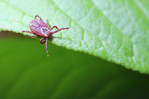 istock The acarus sits on a green leaf in the forest 491708291