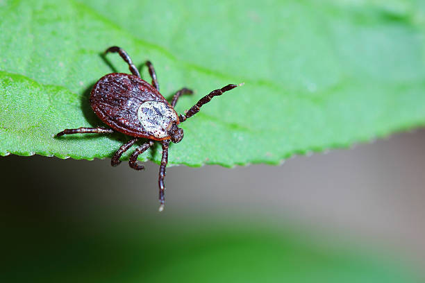 istock The acarus sits on a green leaf in the forest 491708335