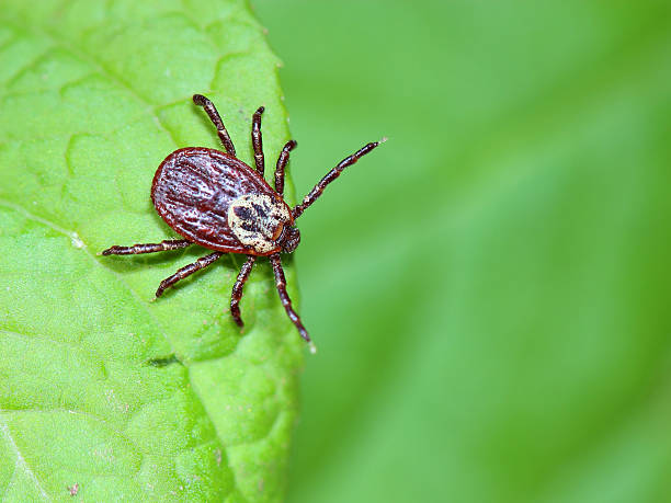 istock The acarus sits on a green leaf in the forest 491708367