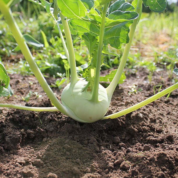istock kohlrabi growing in the garden 491708487