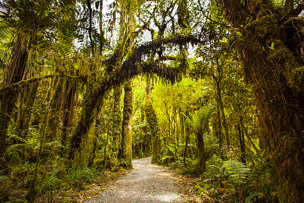 Forrest path stock photo