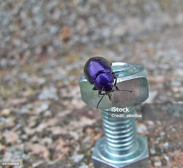 블루 딱정벌레 0명에 대한 스톡 사진 및 기타 이미지 - 0명, 곤충, 너트