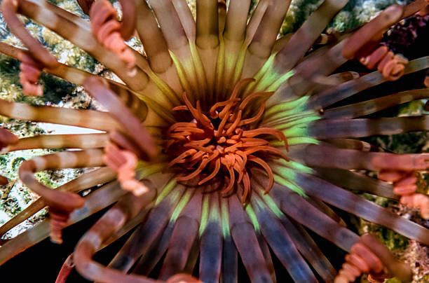 バンディッドの管住居 anemone - anthozoans ストックフォトと画像